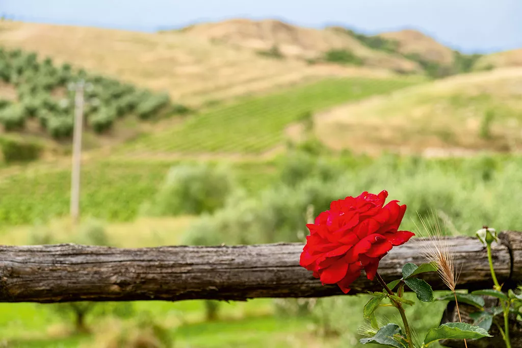 Rosen findet man in der Tenuta Delle Rose an vielen Ecken – wie der Name schon sagt Rosen findet man in der Tenuta Delle Rose an vielen Ecken – wie der Name schon sagt