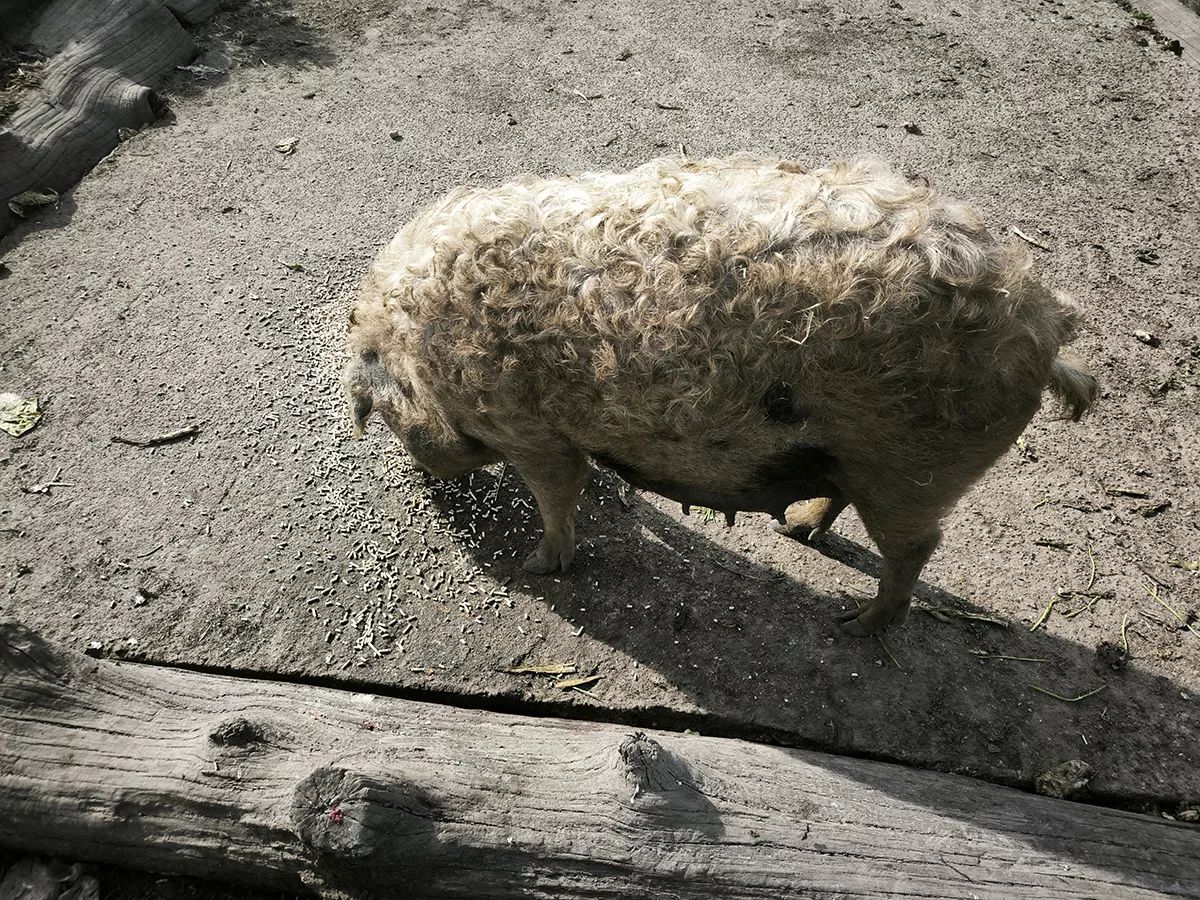 Ein glückliches Mangalitsa Schwein  Ein glückliches Mangalitsa Schwein