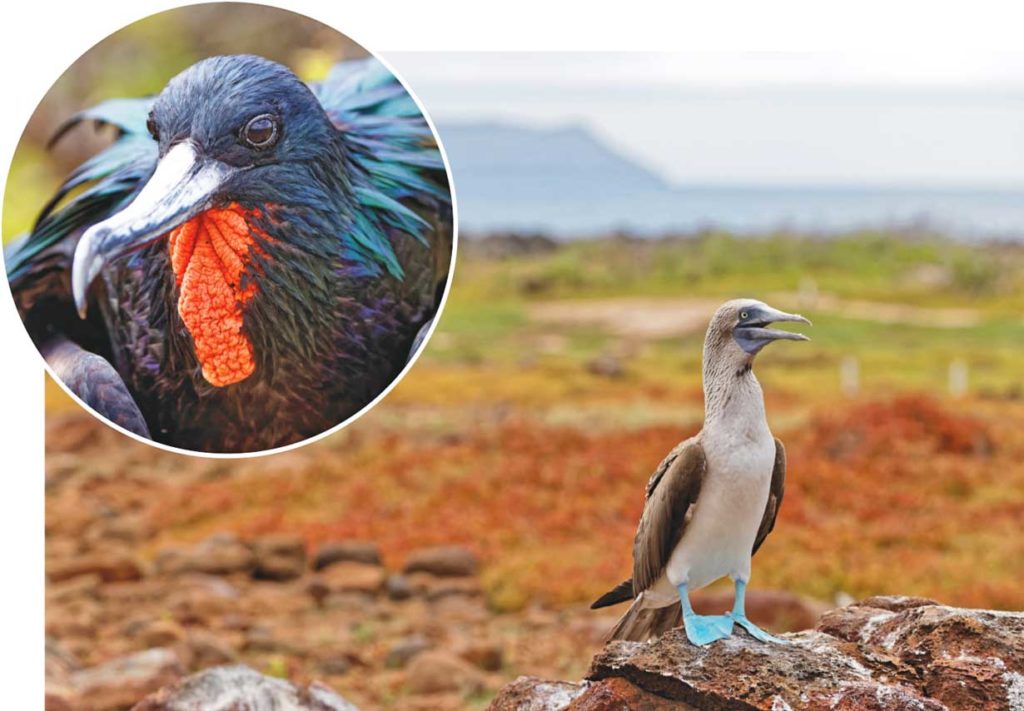 Fregattvogel (o.) und Blaufußtölpel auf der Insel Seymour