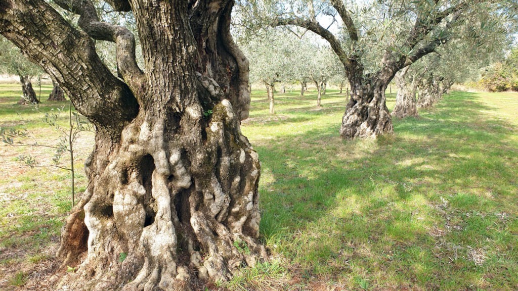 Jahrtausend alte Olivenbäume, die immer noch Früchte tragen