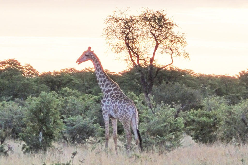 Giraffe vor Afrikas Sundowner@S.PLass 4