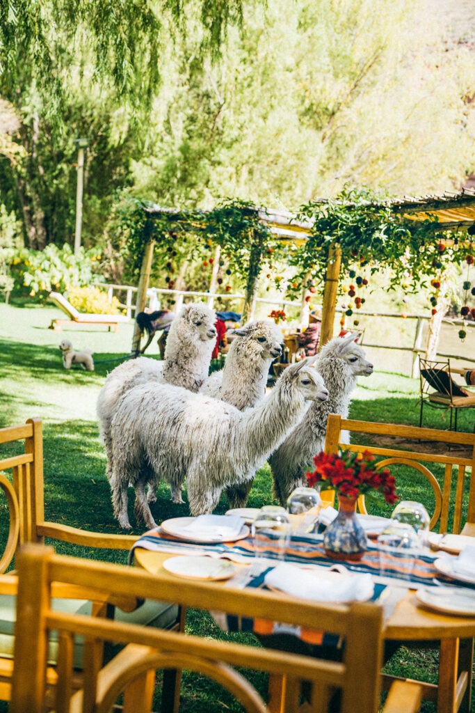 Lamas im Belmond Rio Sagrada